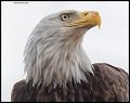 _3SB1342 bald eagle portrait